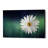 'Wood Series: A Daisy' Canvas Wall Art-24714590