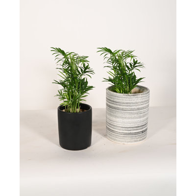 Upshining Live Palm Plant in Ceramic Pot