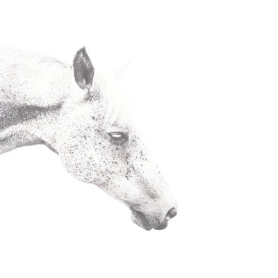 White Freckled Horse - Wrapped Canvas Art Prints