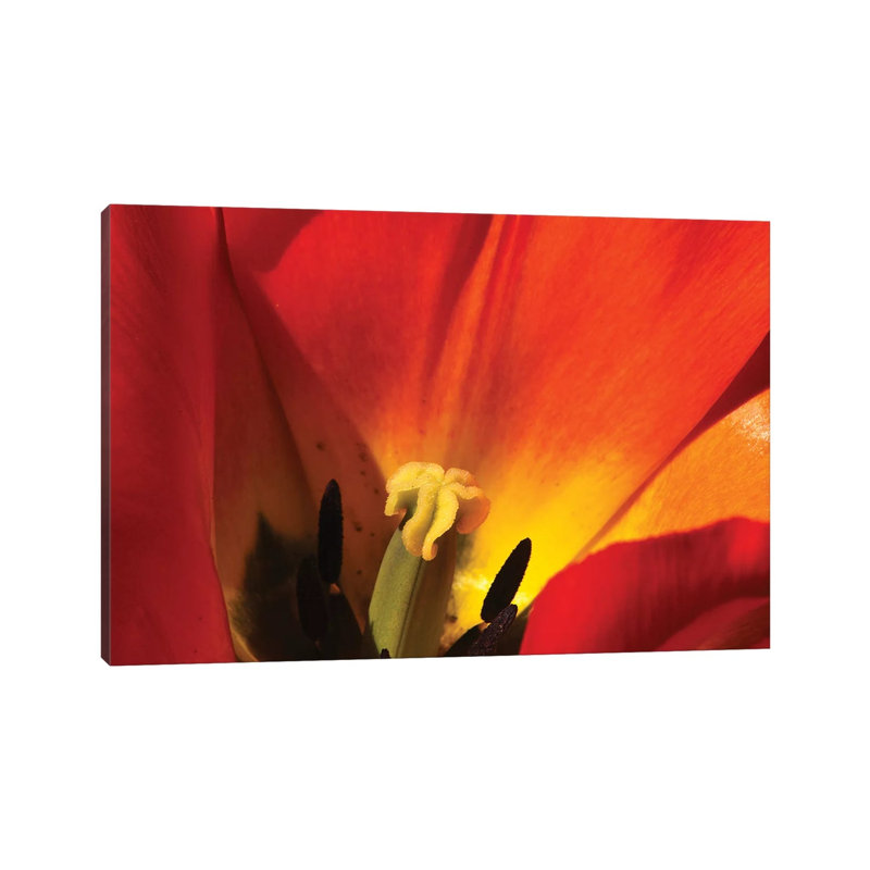 Macro Tulip 1 Piece Wrapped Canvas Wall Art, 101.6 cm H x 66.04 cm W