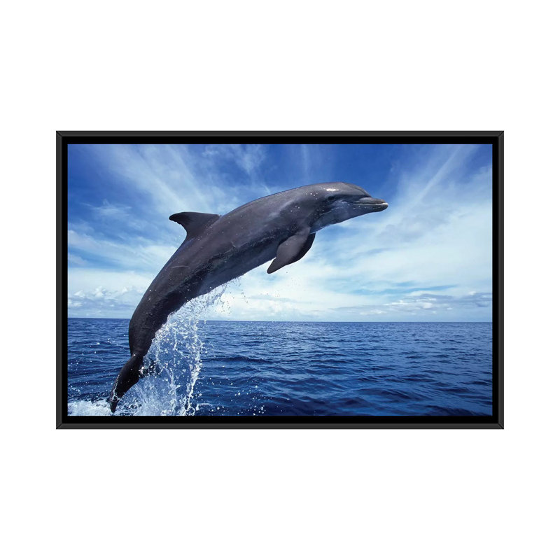 « bottlenose dolphin' », reproduction de photo sur toile, H 18 po x l 26 po x P 1,5 po, Toile avec cadre noir, Pas de tapis