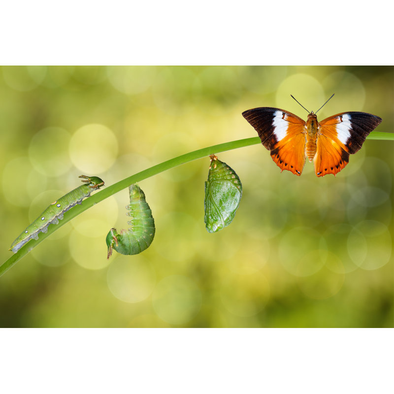 Tawny Rajah Butterfly 1 Piece Wrapped Canvas Wall Art, 61cm H x 91cm W x 3.8cm D