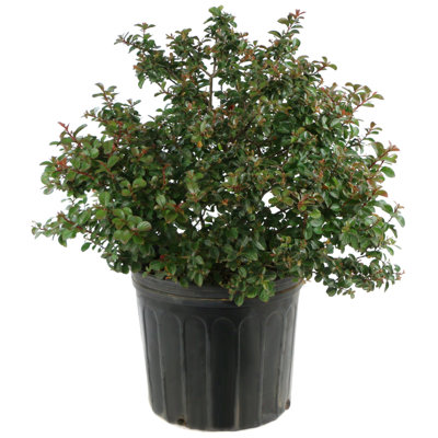 3 gal. Crepe Myrtle Miami