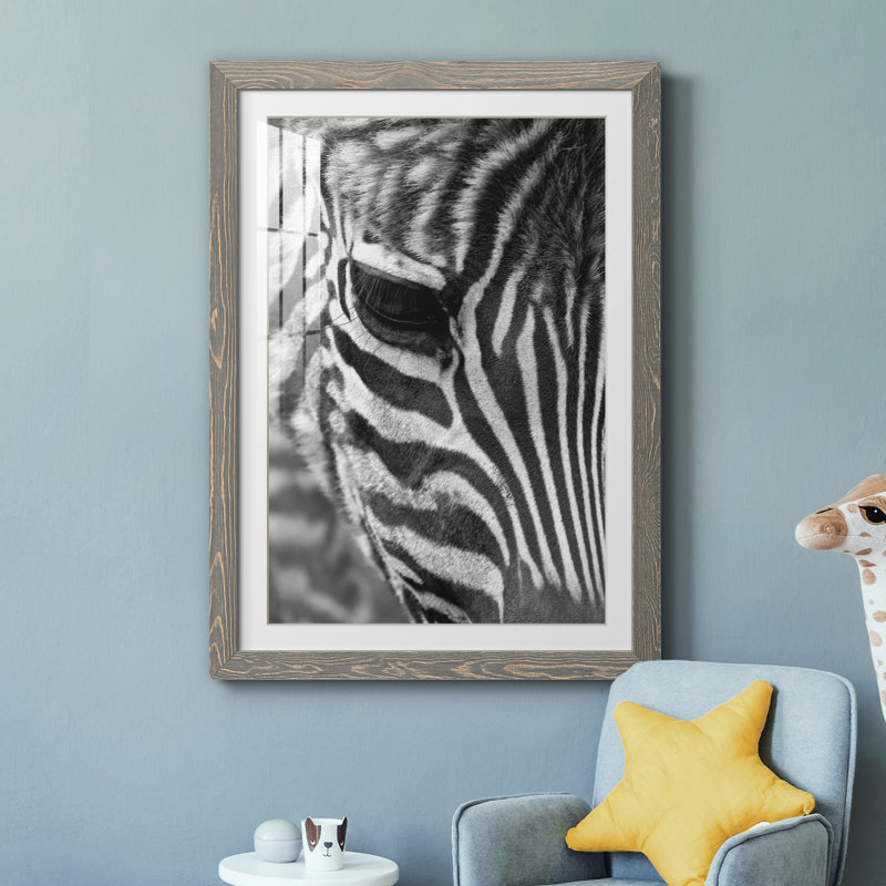 Zebra Colt - Photographie avec cadre photo, H 31,5 po x l 23,5 po x P 1,5 po, Encadré gris