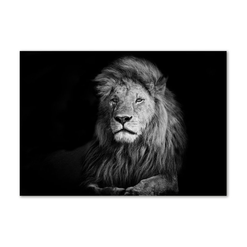 Lion - Wrapped Canvas Print
