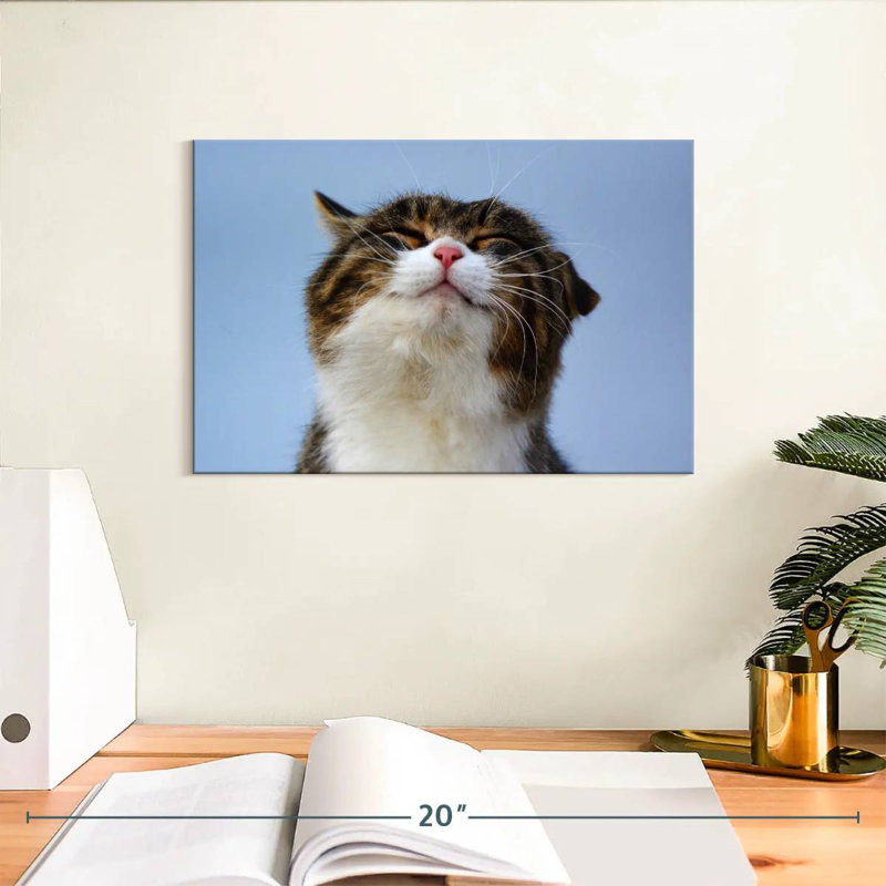 Chat rafraîchi, H 8 po x l 12 po