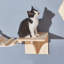 Perchoir pour chat 8 po Minier