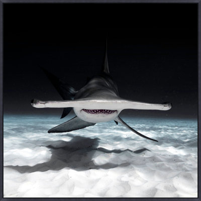 Great Hammerhead Shark Framed Photographic Print Canvas