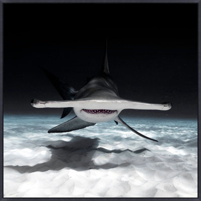 Great Hammerhead Shark Print by Mat Sanders