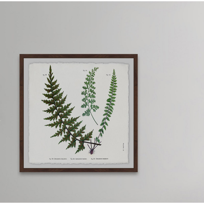 Plant Study 2 Indian Ferns - Reproduction d'art graphique encadré, H 32 po x l 32 po