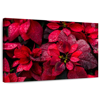 Harnek Dewy Poinsettia