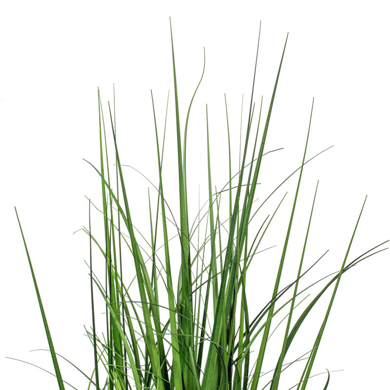 Citronnelle verte en pot 36 po, H 36 po x l 8 po x P 8 po