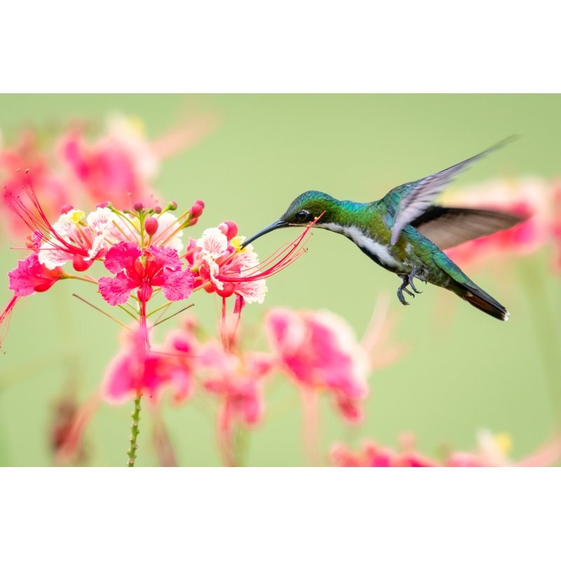 Mango Hummingbird by Chelsea Sampson - Wrapped Canvas Print, 61cm H x 91cm W