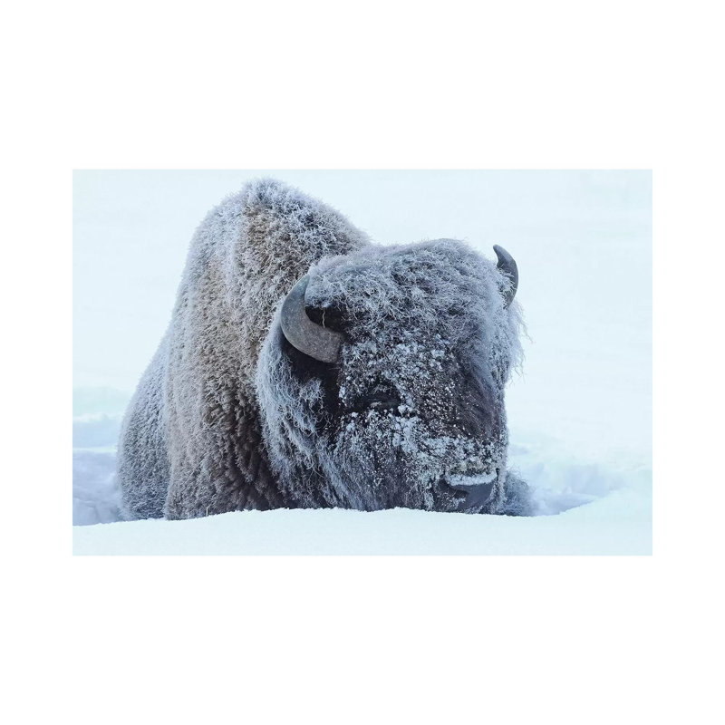 Frosty by Brian Wolf - Wrapped Canvas Print, 20.32 cm H x 30.48 cm W