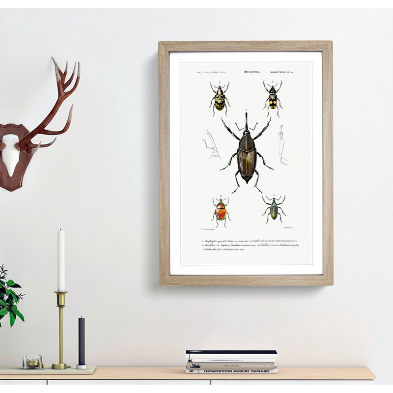 Weevil Beetle Illustrations by Charles D'Orbigny - Picture Frame Painting Print, 36cm H x 27cm W x 2cm D, Oak Framed