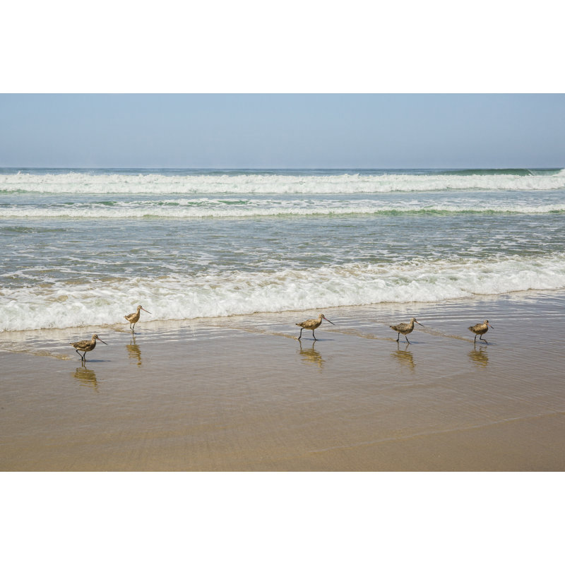 Birds At La Jolla Shores by Barbara Markoff - Wrapped Canvas Print, 51cm H x 76cm W