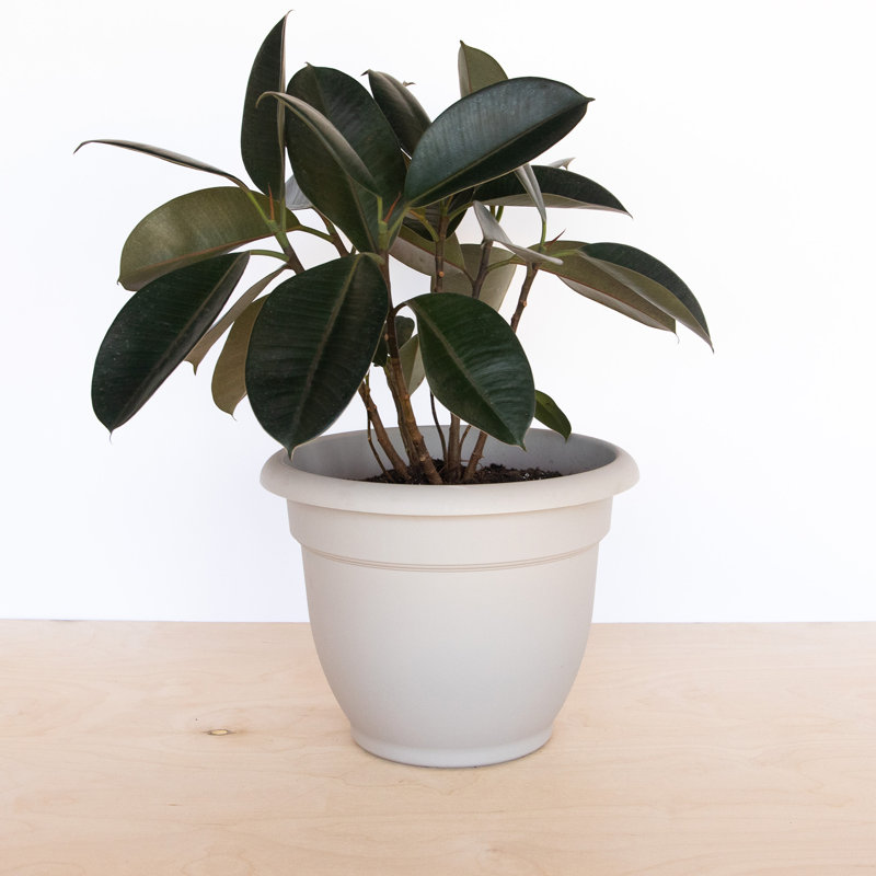 Traditional Self-Watering Plastic Indoor/Outdoor Pot Planter, 10.25" H x 13" W x 13" D, Pebble Stone Beige