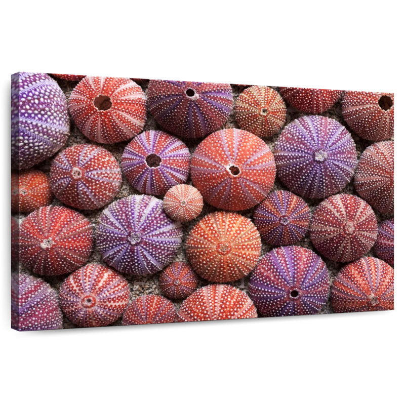 Brampt Empty Sea Urchin Shells, 16'' H x 24'' W
