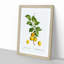 Apricot Tree Branch by Pierre-Joseph Redoute - Single Picture Frame Painting-55544972-55544967
