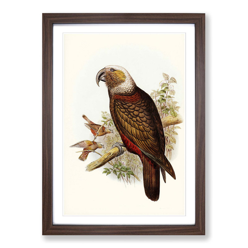 Ka-Ka Parrot by Elizabeth Gould - Picture Frame Graphic Art Print, 36cm H x 27cm W x 2cm D, Walnut Framed