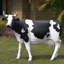 Statue de vache Holstein de grande échelle