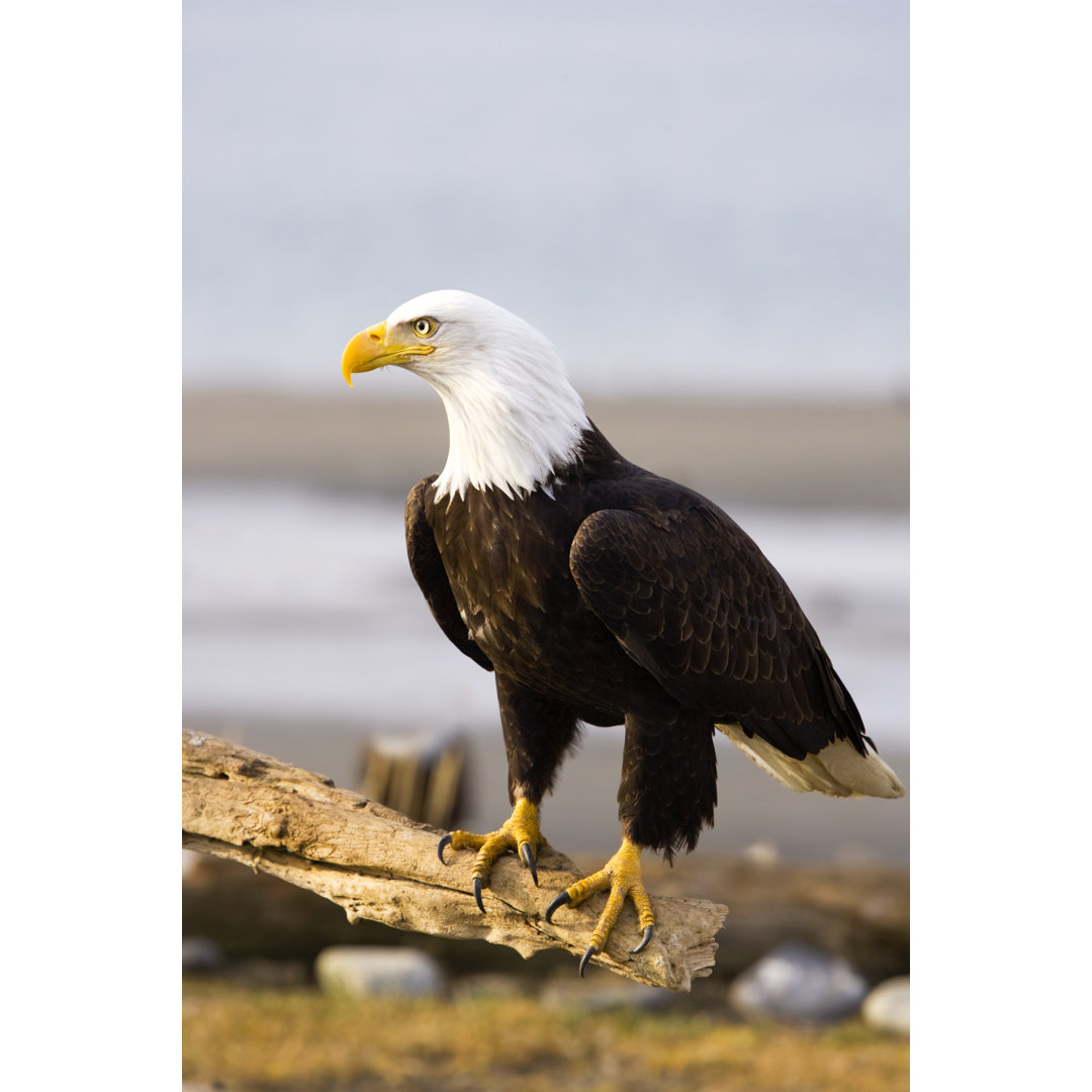 Weißkopfseeadler rastet auf einem Baumstumpf, Alaska