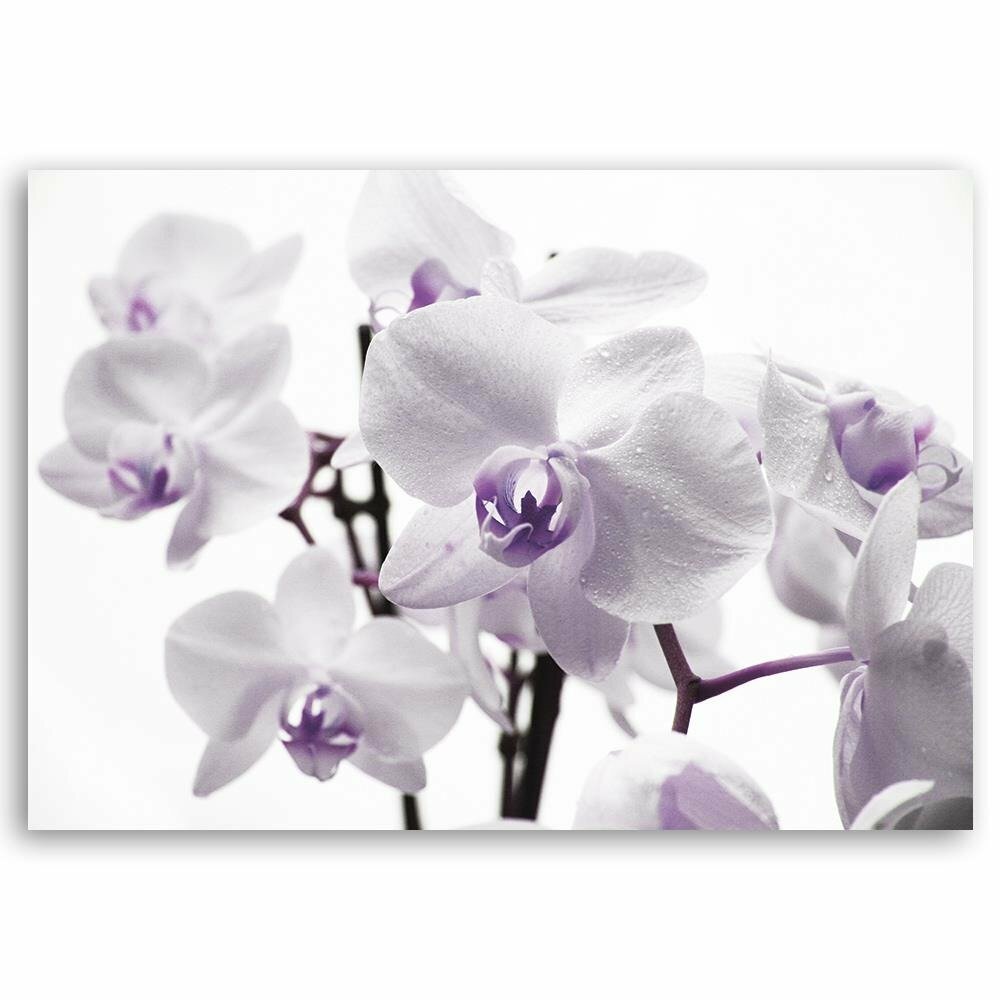 Leinwandbild Weiße Orchidee 3