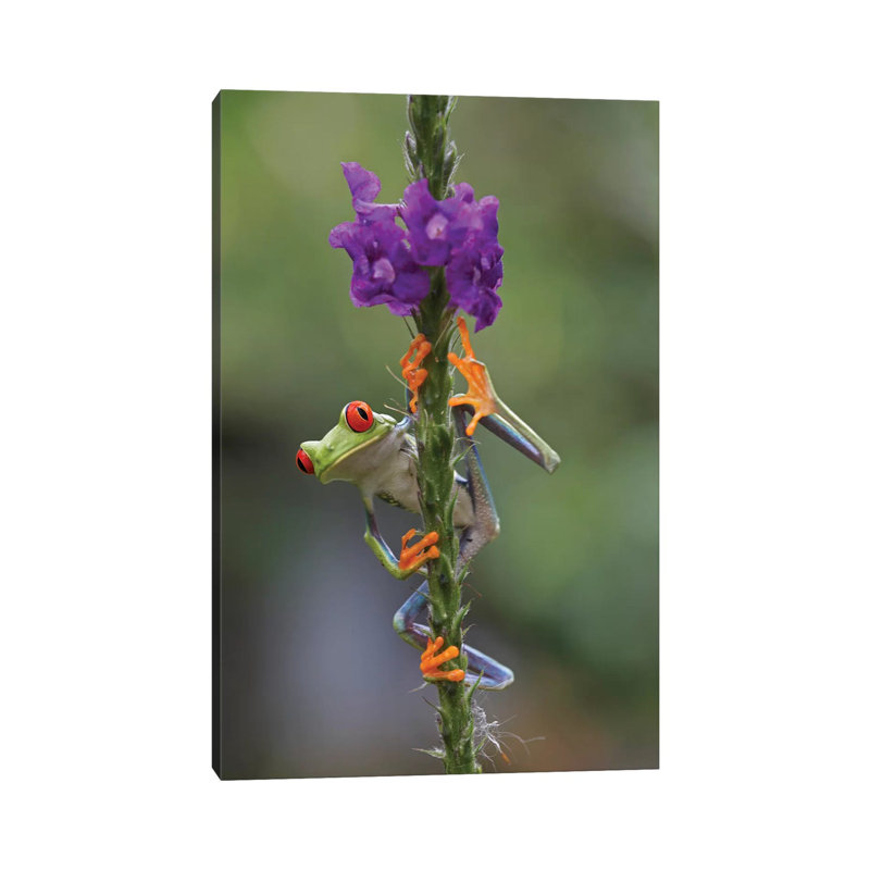 Red-eyed Tree Frog Climbing On Flower, Costa Rica II by Tim Fitzharris - Wrapped Canvas Print, 20.32 cm H x 30.48 cm W