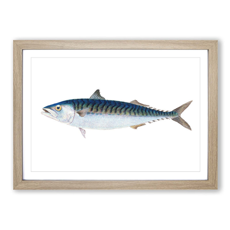 Mackerel Fish by Edward Donovan - Picture Frame Painting Print on MDF, 48cm H x 65cm W x 2cm D, Oak Framed
