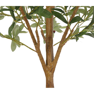 Olive Tree Plant