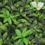 6cm Faux Ivy Hedge