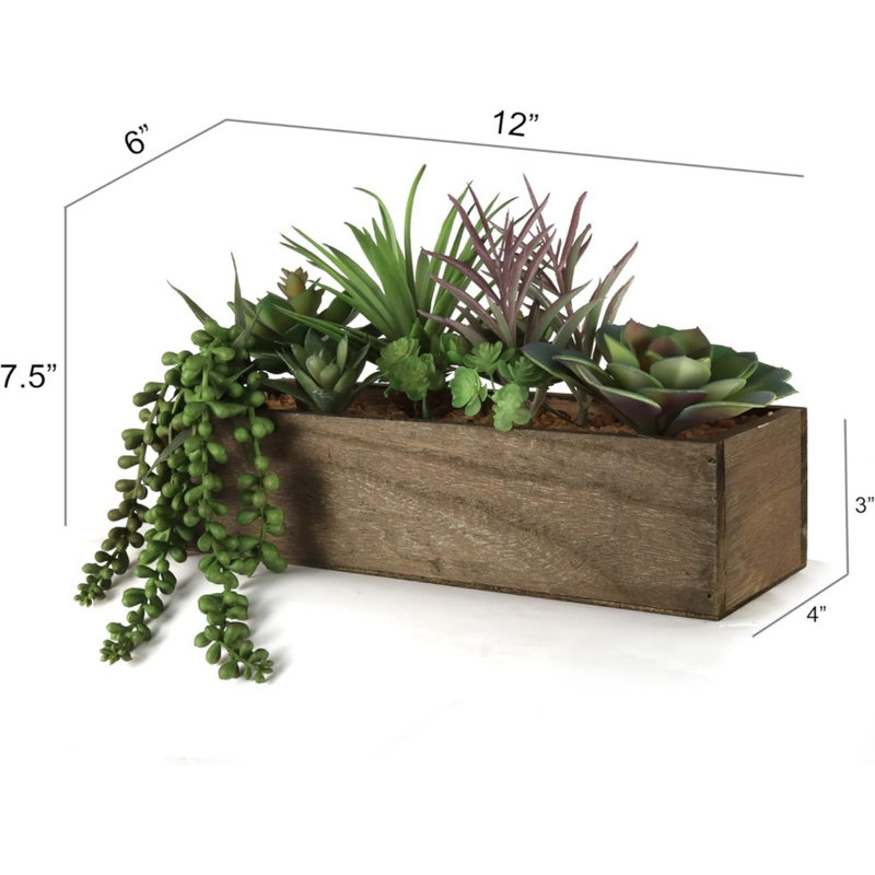 Anre Succulent Arrangement