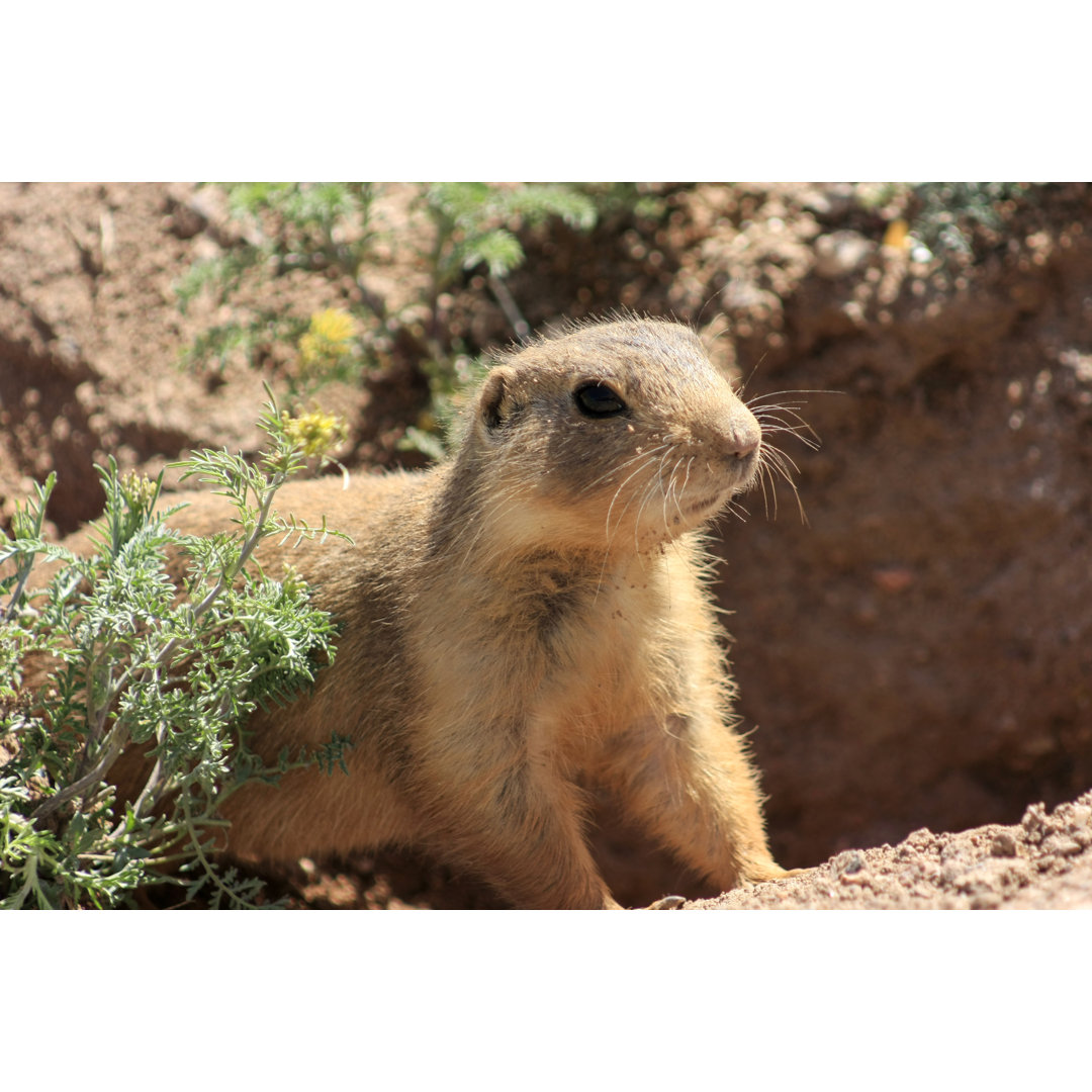 Tiere von New Mexico - Leinwandfoto auf Leinwand