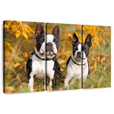 Boston Terrier Couple