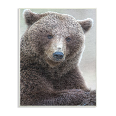 " Most Interesting Bear " by Stock