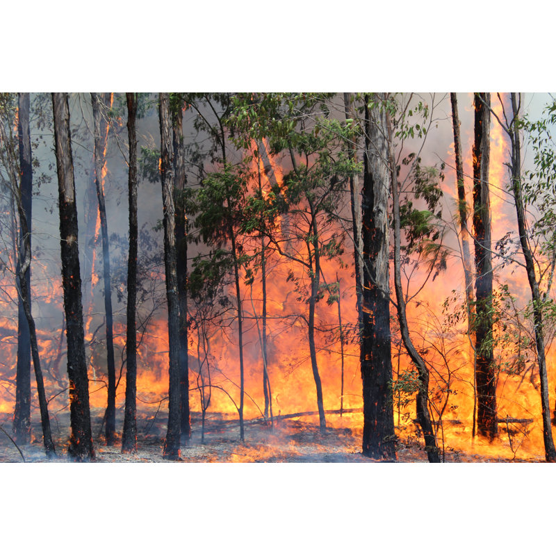 Bushfire Australia 1 Piece Wrapped Canvas Wall Art, 20.32cm H x 30.48cm W