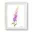 «Annie's Foxglove I», reproduction encadrée-995994050-995994049