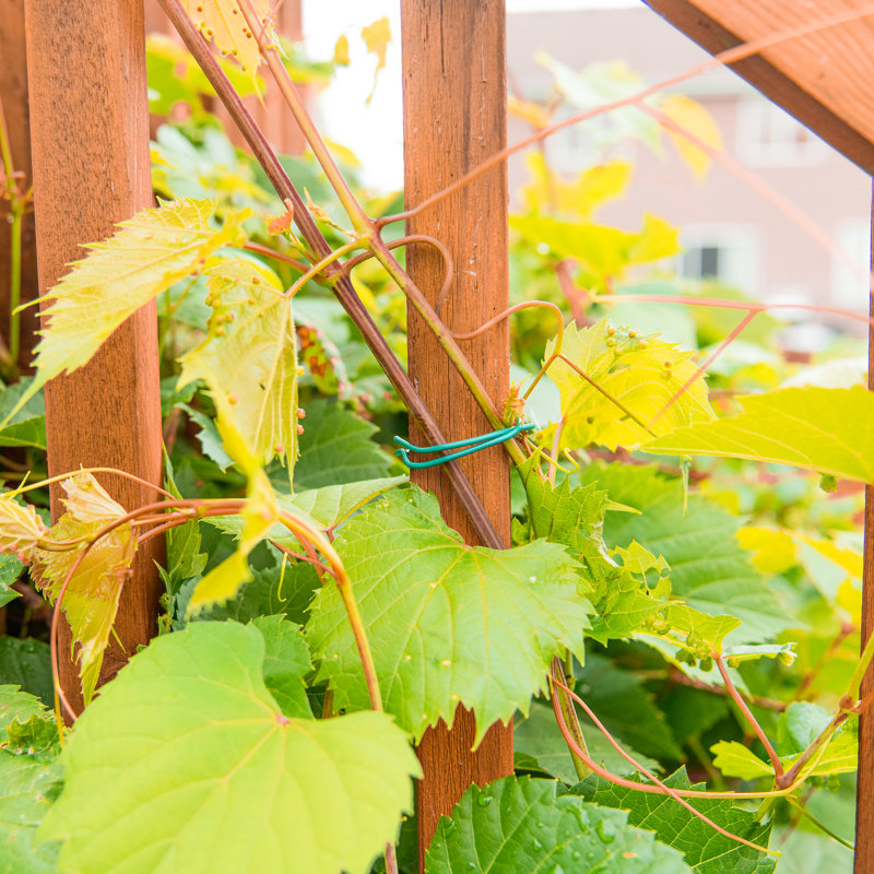 Weather Resistant Plant Support