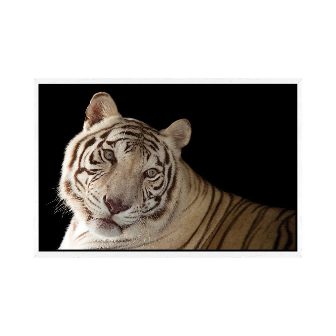 An Endangered Male White Bengal Tiger Named Rajah, At Alabama Gulf Coast Zoo by Joel Sartore - Gallery-Wrapped Canvas Gi...