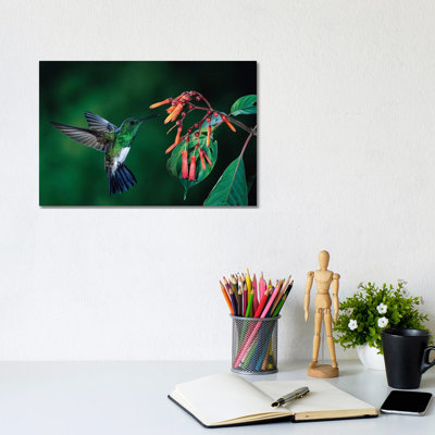 Snowy-Bellied Hummingbird Male Flying Near Firebush Flowers Cloud Forest, Costa Rica by Michael & Patricia Fogden - Wrapped Canvas Print