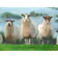 Flock Of Sheep Print On Canvas