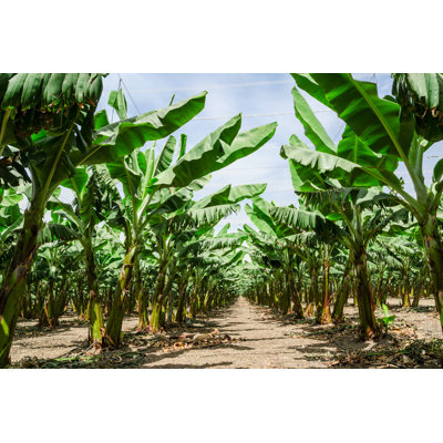 Sunny Trail In Banana Palm Trees Orchard Plantation by Servickuz - Wrapped Canvas Print