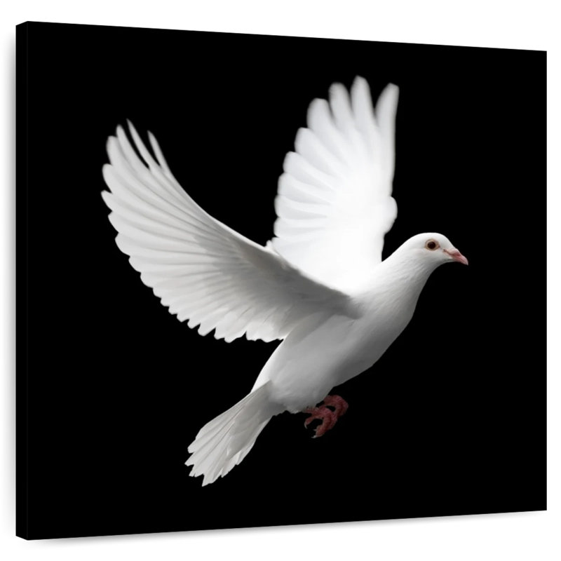 Arney White Dove, 36" H x 36" W