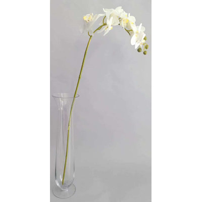 PHALAENOPSIS X9