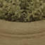 14cm Plant
