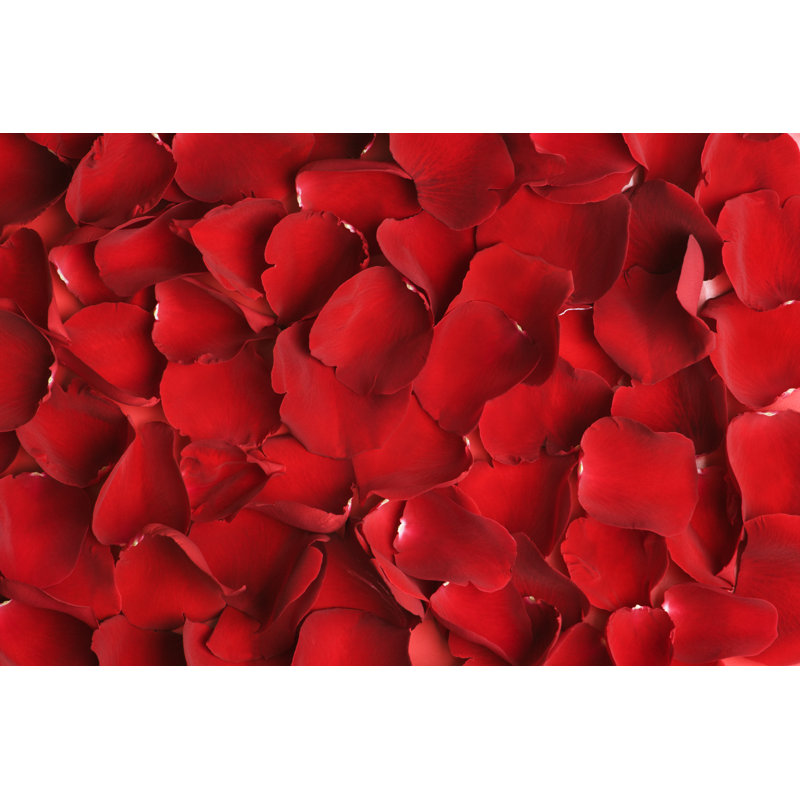 Fond de pétales de rose par Yinyang, H 24 po x l 36 po