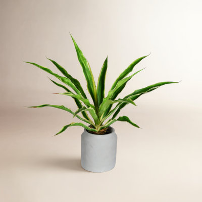 23" Yucca Plant in Pot