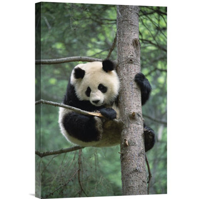 " Giant Panda " Print
