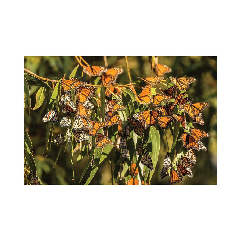 Usa, California, San Luis Obispo County. Clustering Monarch Butterflies On Branches. by Jaynes Gallery - Wrapped Canvas Print