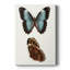 Papillons bleus antiques IV - galerie Cavas sur mesure-1823707321